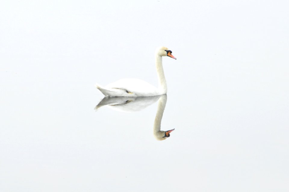 Swan Bird Water Bird Ducks Geese And Swans