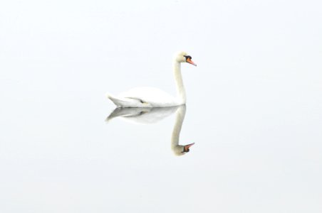 Swan Bird Water Bird Ducks Geese And Swans