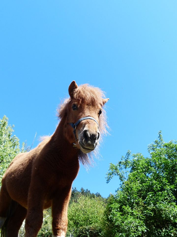 Animal fur wuschelig