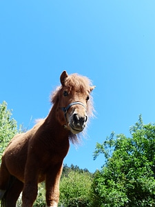Animal fur wuschelig