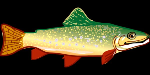 Fish Fauna Organism Marine Biology