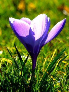 Flower Crocus Plant Flowering Plant photo