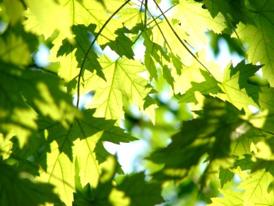 Leaf Tree Branch Maple Tree