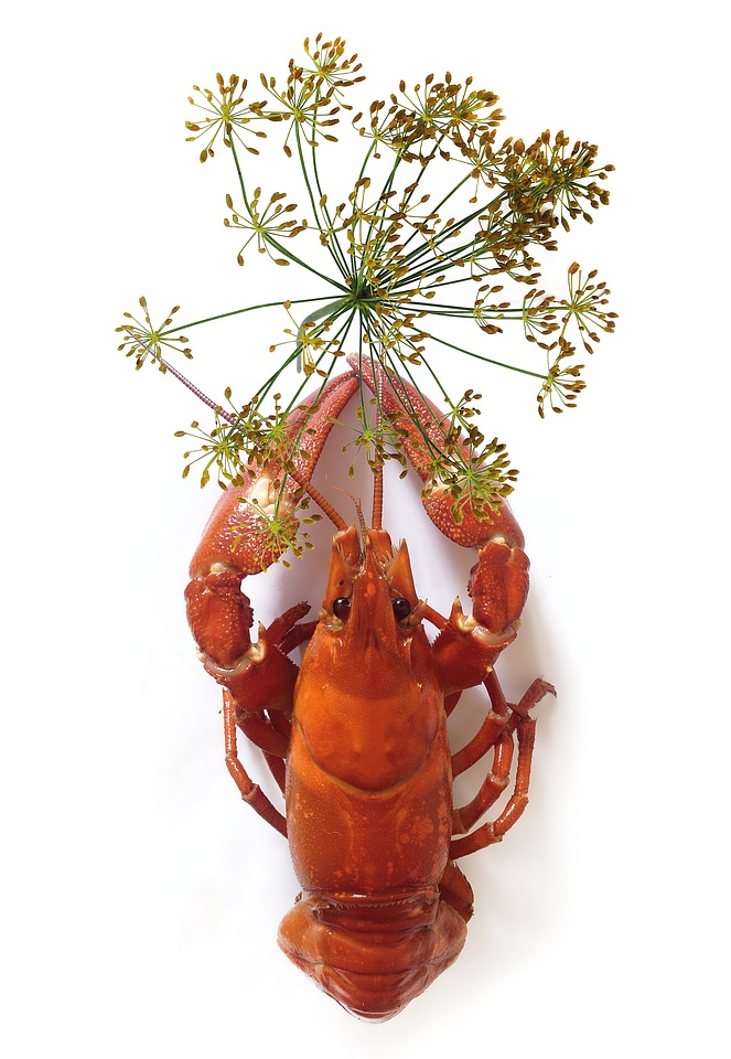 Red crustaceans animals