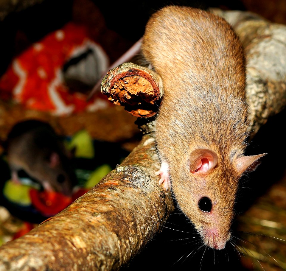 Brown Hamster On A Tree Branch