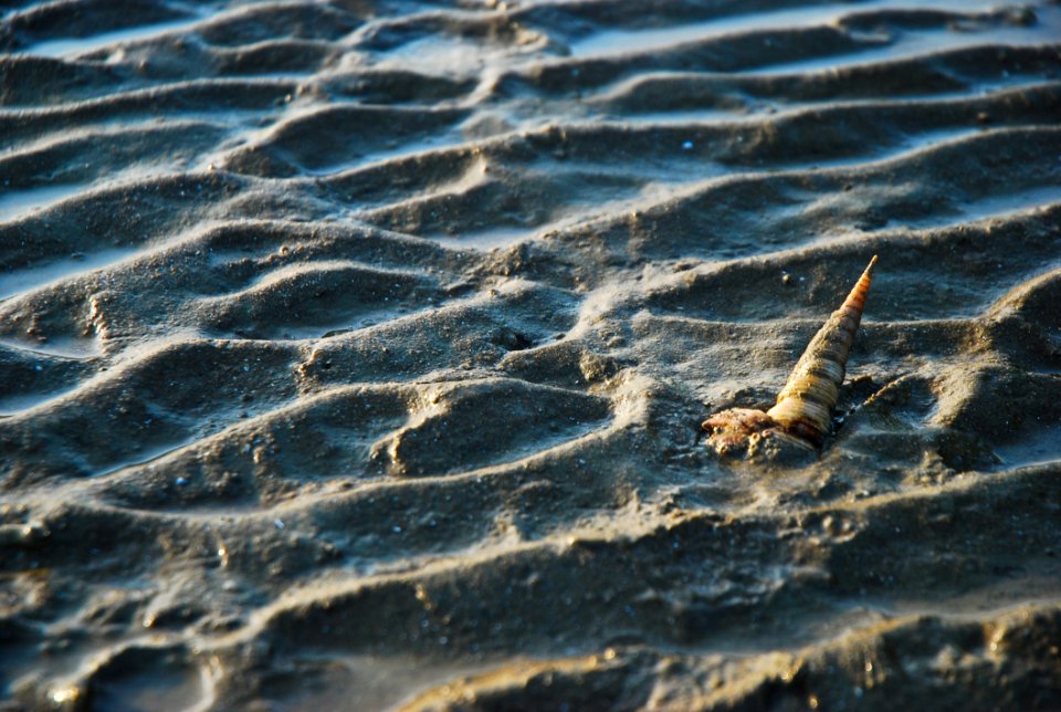 Shell On Beach Among Wave Of Sand