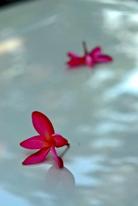 Pink Binonia Flower