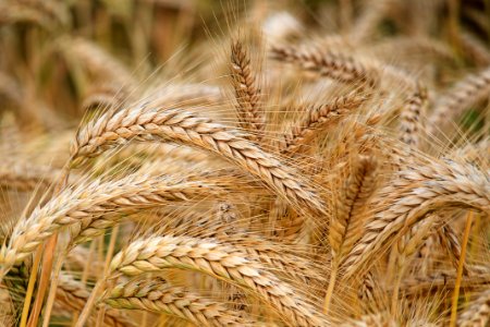 Close-up Of Wheat photo