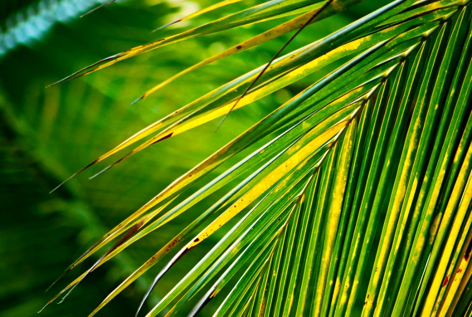 Yellow Green Color Of Coconut Leaf Branch