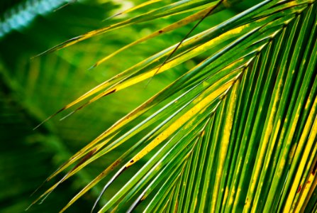 Yellow Green Color Of Coconut Leaf Branch