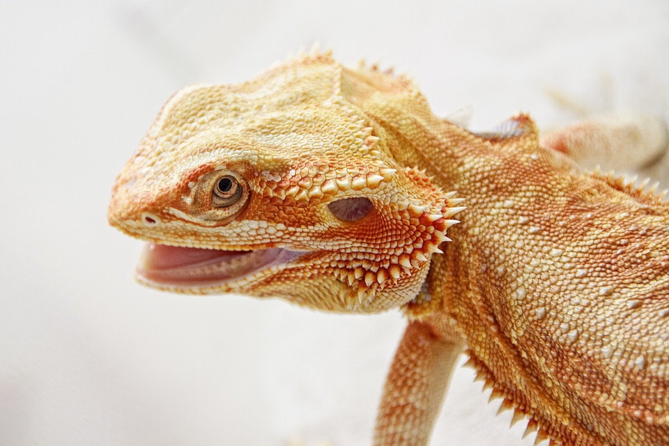 Reptile insect eater animal