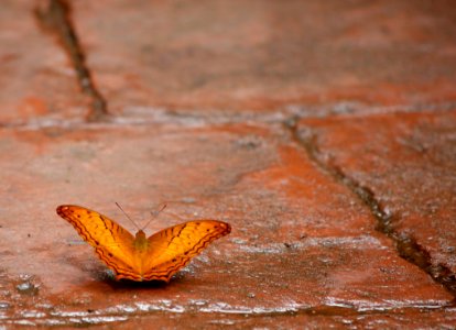 Little Butterfly