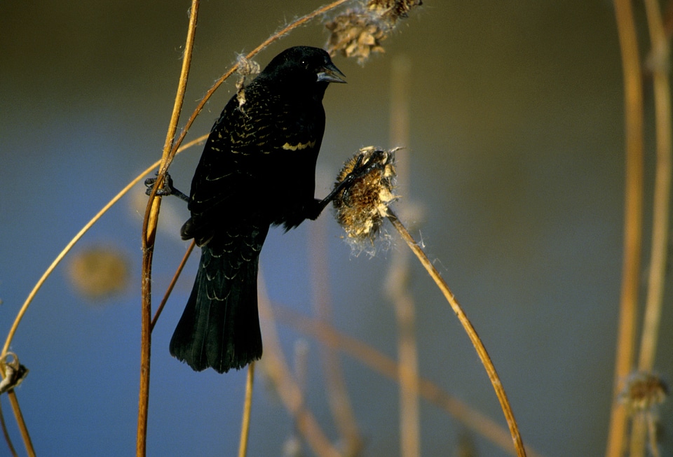 Perched feathers songbird