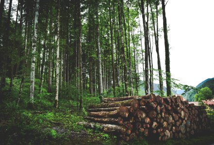Brown Wooden Log