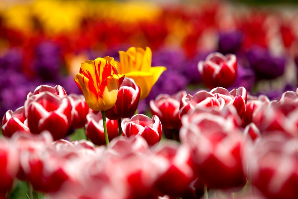 Assorted Color Of Flowers During Daytime