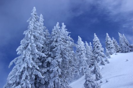 Pine Tree Covered With Snow During Daytime photo
