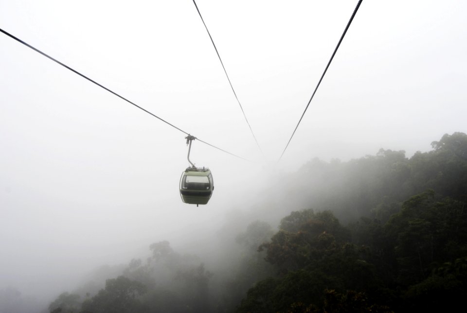 Green Tress On Foggy Weather