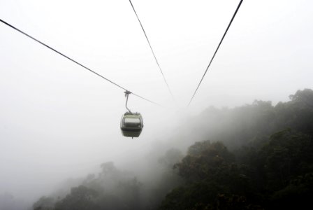 Green Tress On Foggy Weather
