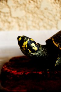 Black And Yellow Turtle On Red Rock photo