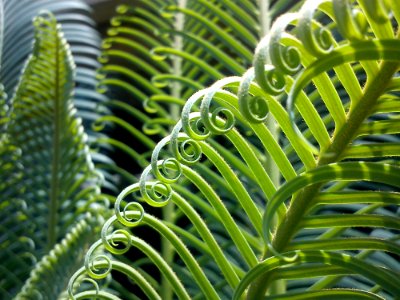 Green Curly Plant photo