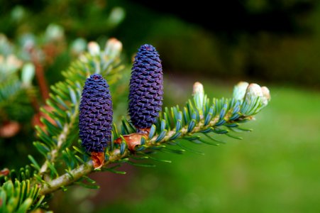 Plant Pine Family Flora Conifer