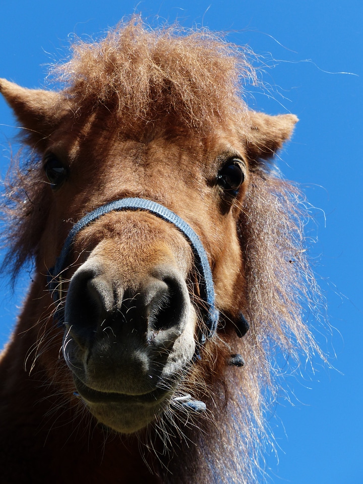 Funny horse animal