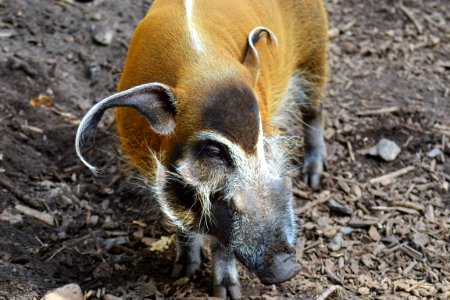 Pig Like Mammal Fauna Pig Snout photo