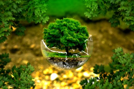 Vegetation Tree Plant Grass