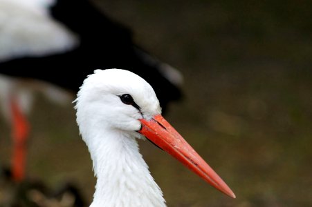 Bird White Stork Beak Stork photo