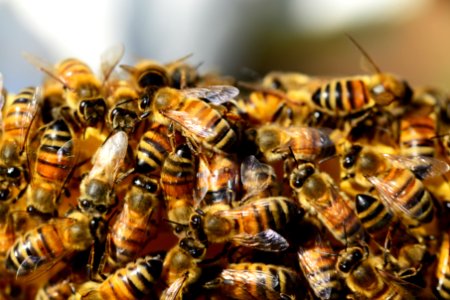 Bee Insect Honey Bee Invertebrate