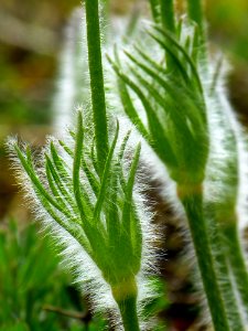 Plant Leaf Flora Plant Stem photo