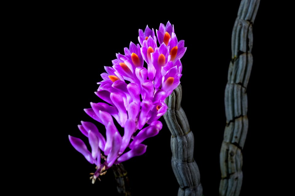 Flower Violet Plant Purple