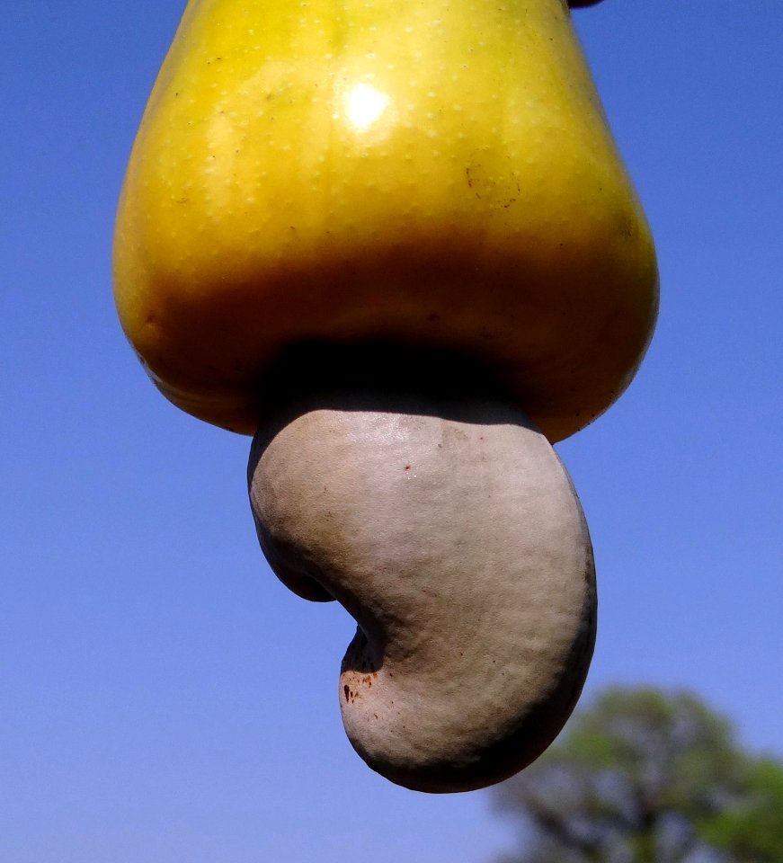 Sky Produce Close Up Fruit