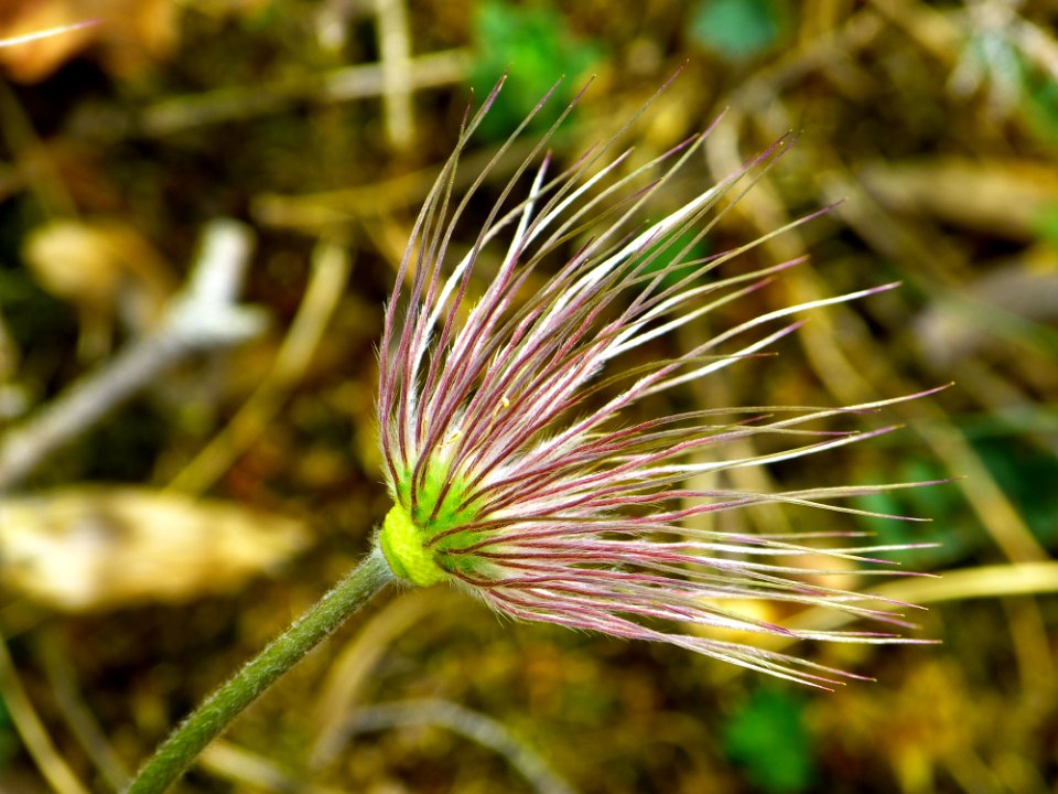 Flora Plant Close Up Grass Family