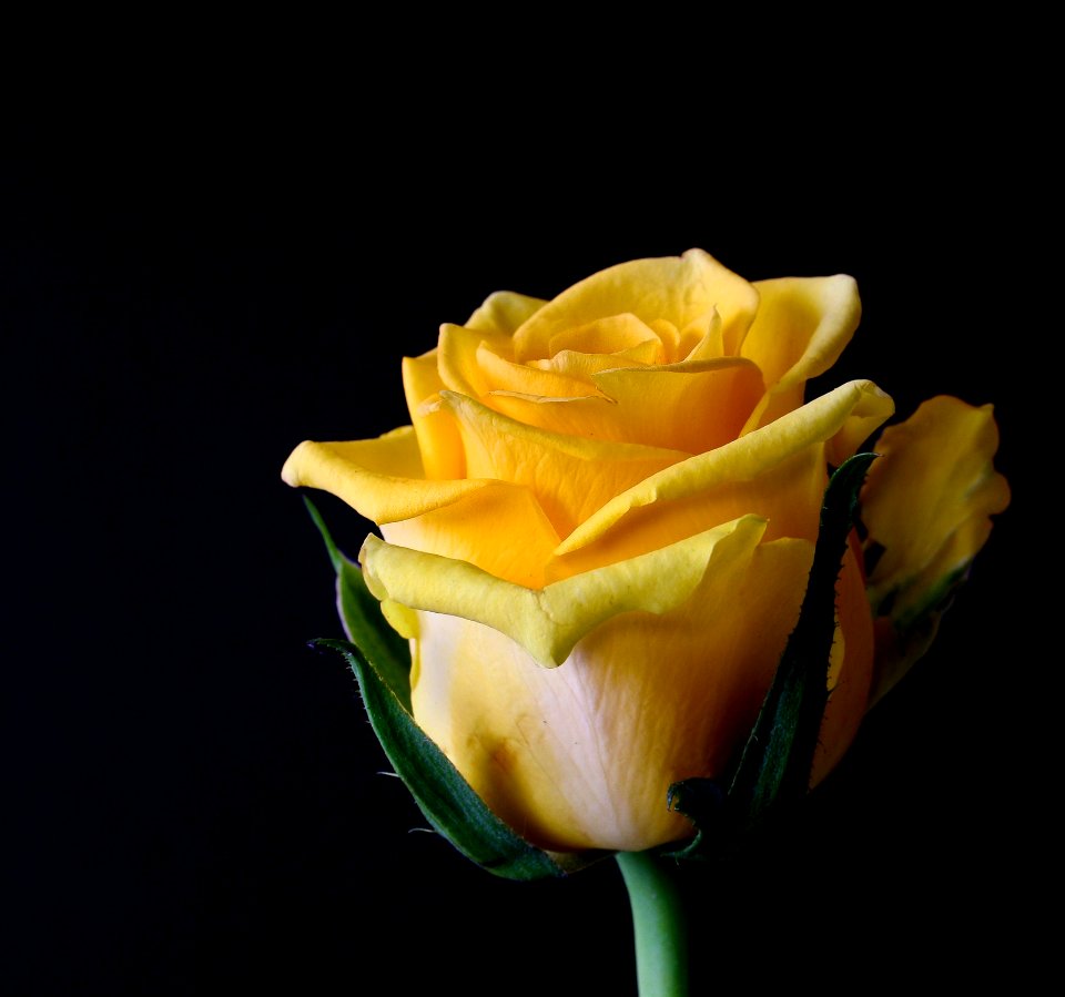 Yellow Flower Rose Rose Family