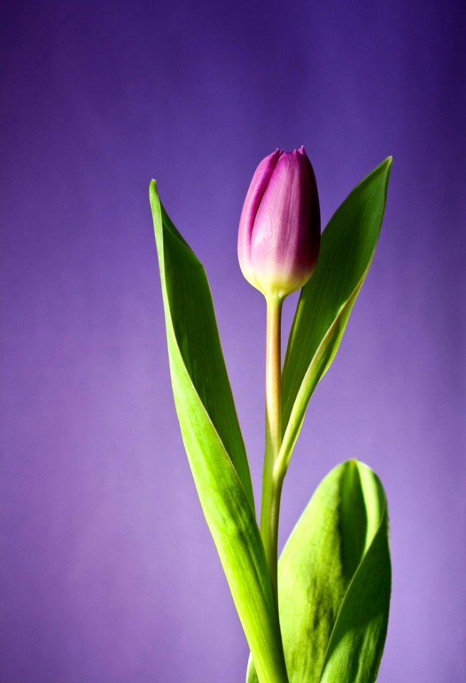 Flower Plant Purple Bud