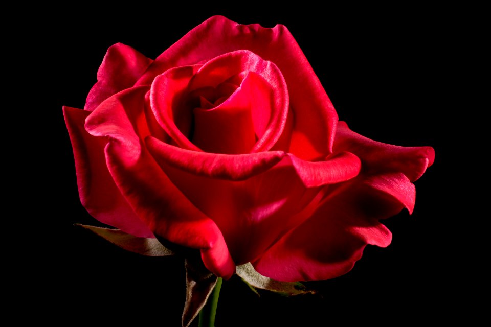 Flower Red Rose Garden Roses