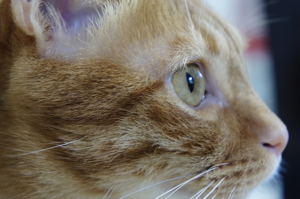 Cat pet cuteness