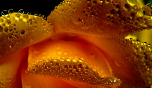 Yellow Dew Macro Photography Water