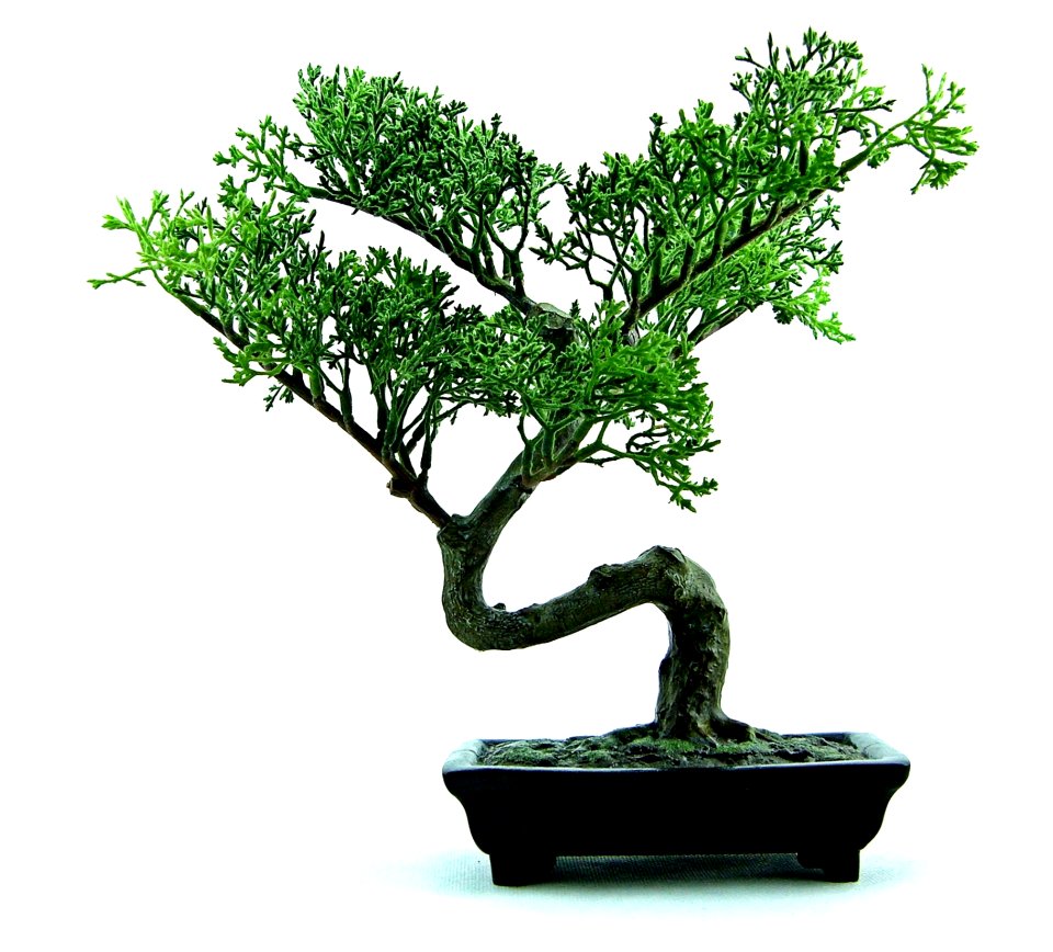 Plant Bonsai Tree Sageretia Theezans