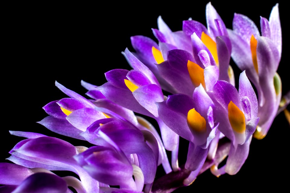 Flower Violet Purple Flowering Plant