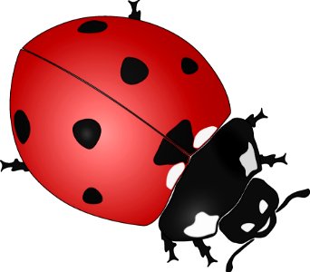 Red Ladybird Insect Invertebrate