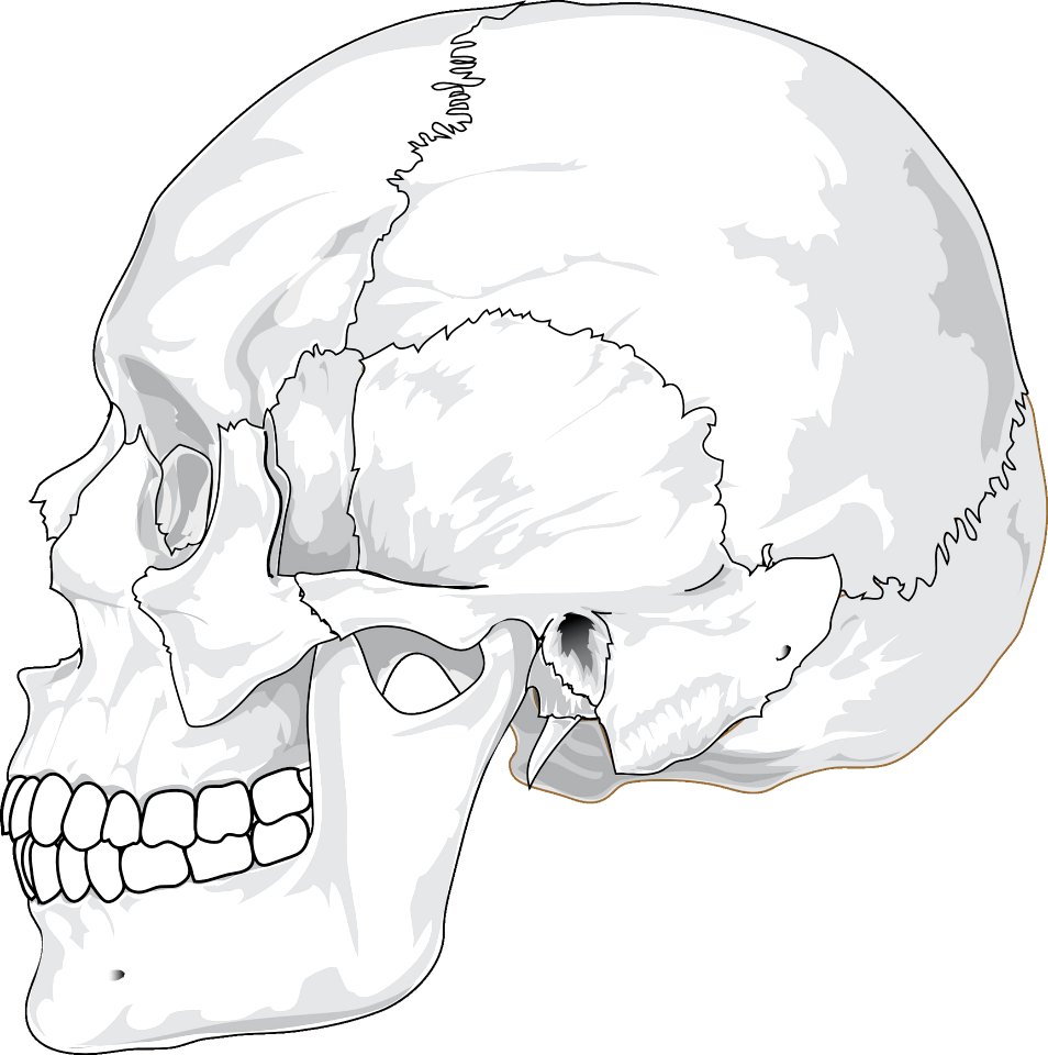 Face Bone Line Art Nose