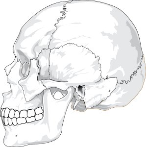 Face Bone Line Art Nose