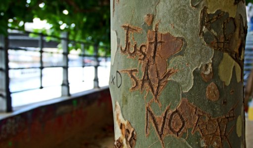 Just Say No Print On Green Branch Of A Tree