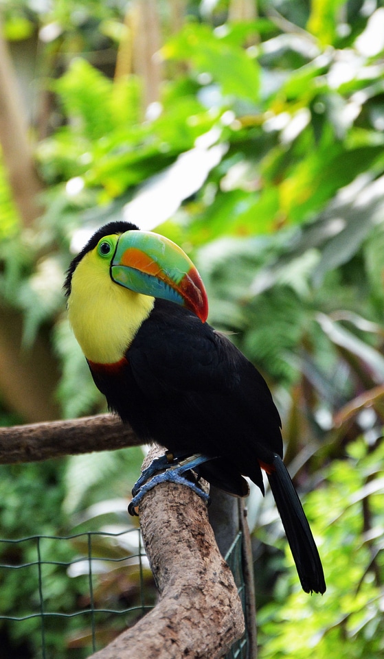 Plumage colorful animal