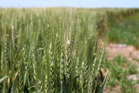 Wheaty