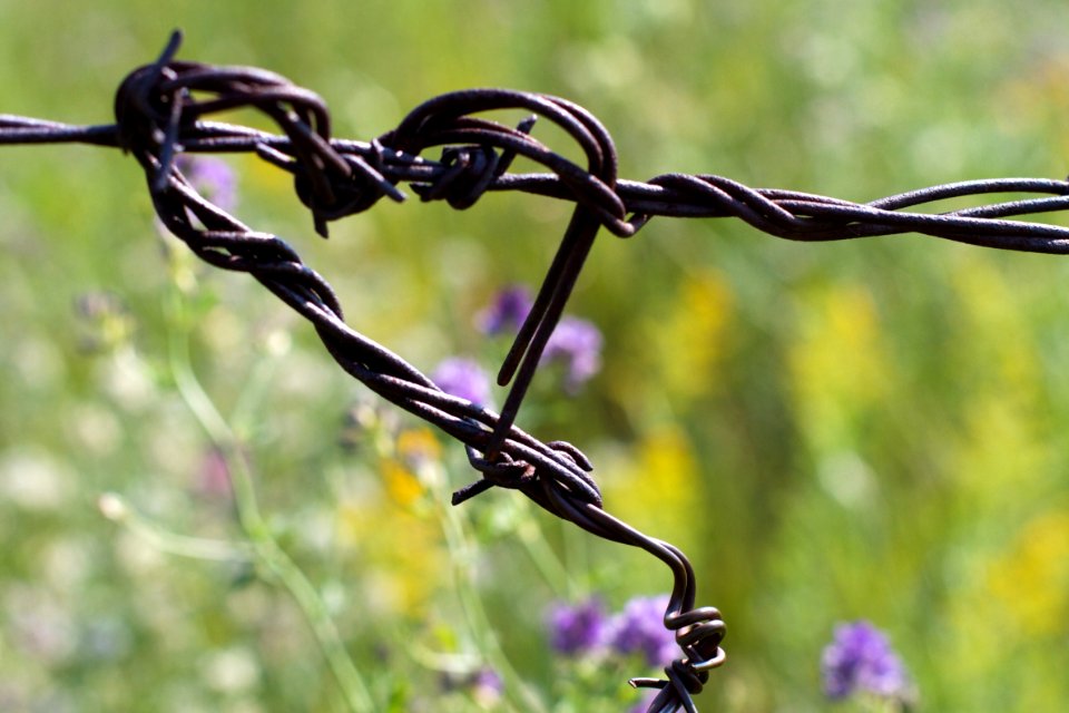 Plant Flora Plant Stem Twig