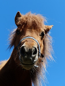 Funny wuschelig hairy