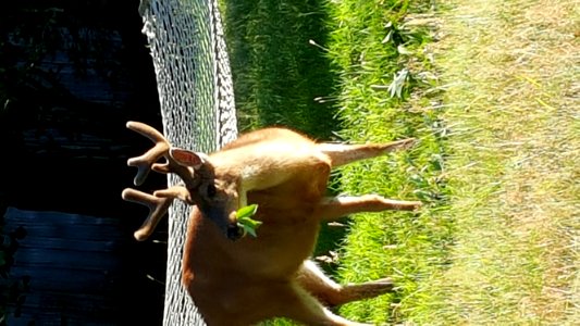 A Trip To Hornby Island